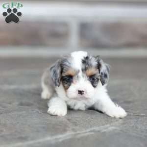 Bailey, Cavapoo Puppy